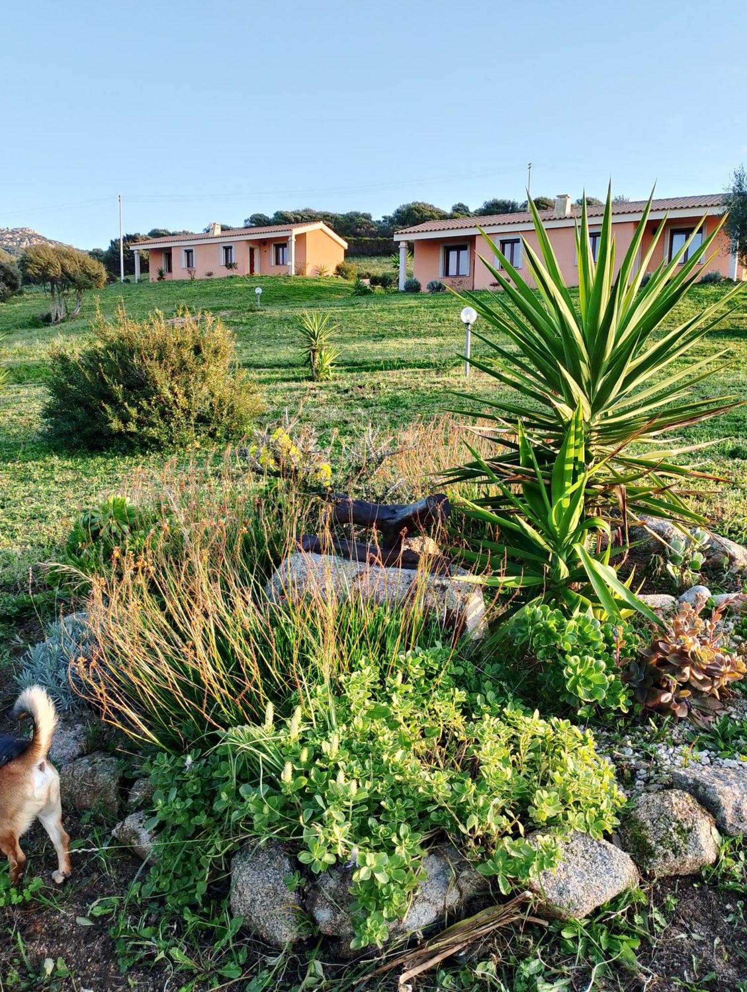 Gli Olivastri Con Piscina,Solarium, Vista Mare ,Sole -Mare E Tanta Natura ,Climatizzatore,Wifi Aglientu Exteriör bild