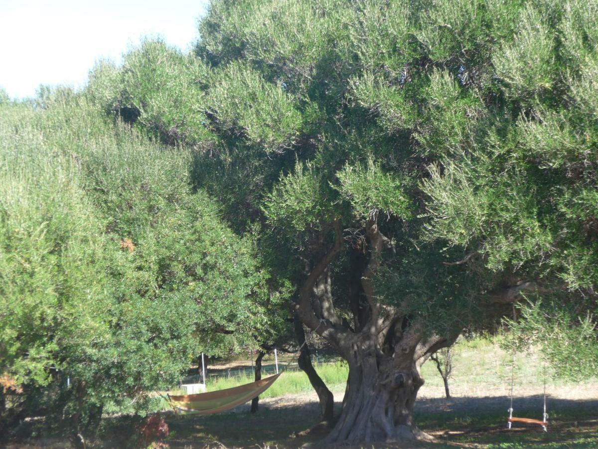 Gli Olivastri Con Piscina,Solarium, Vista Mare ,Sole -Mare E Tanta Natura ,Climatizzatore,Wifi Aglientu Exteriör bild